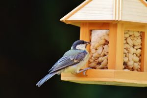 mejores semillas para pájaros silvestres