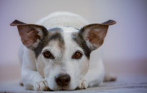 mejores collares antiparasitarios para perros