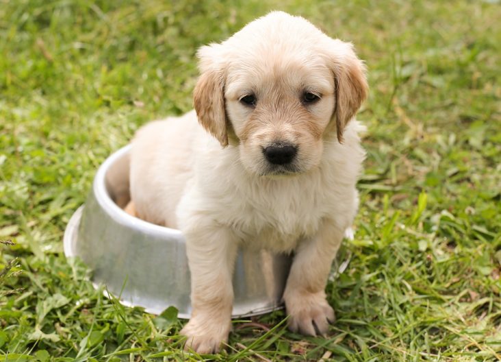 alimentos saludables para perros