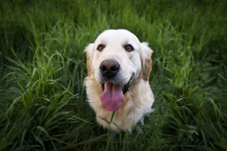 Cómo saber si mi perro tiene parásitos