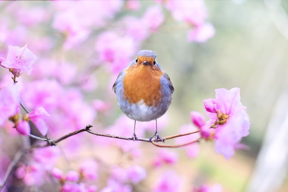 beneficios de los probióticos naturales para aves