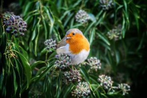 Piensos para pájaros insectívoros