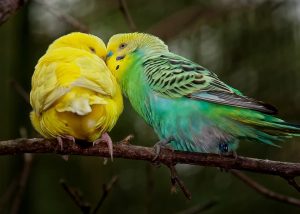 mejores productos naturales para pájaros