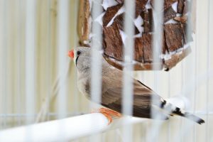 para qué sirve la arena para pájaros