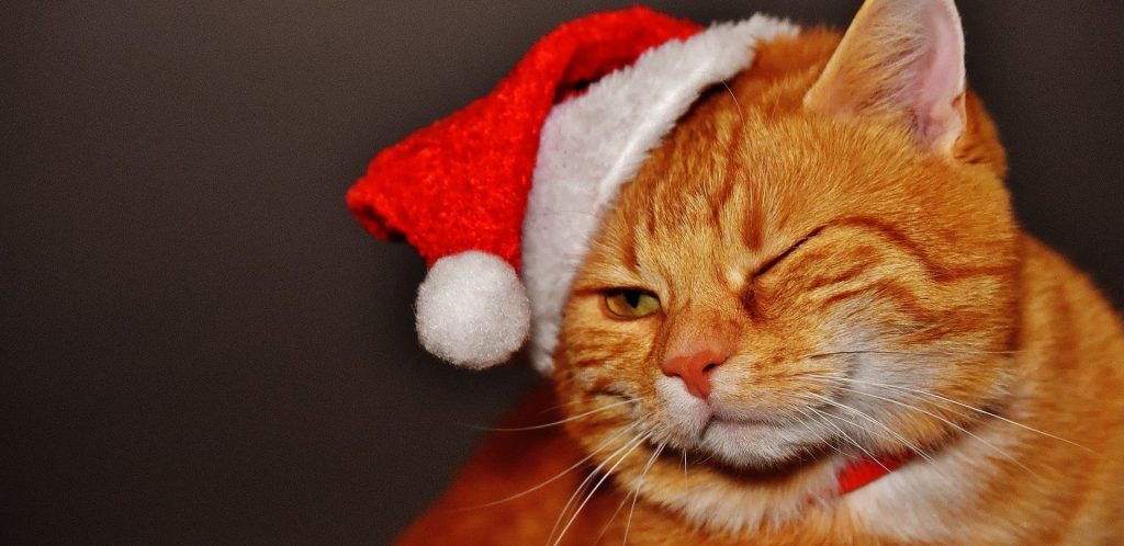 regalos de navidad para gatos