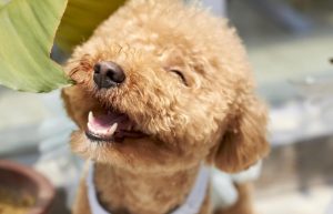 Cuidado dental en perros