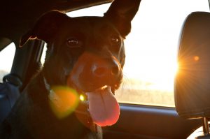 Cómo viajar con perro en coche