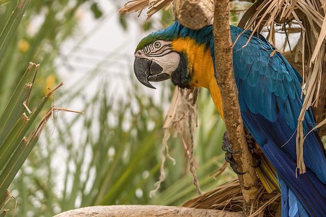 Inminente Mathis apilar Dónde viven los loros? Climas tropicales, montañosos, secos y casas