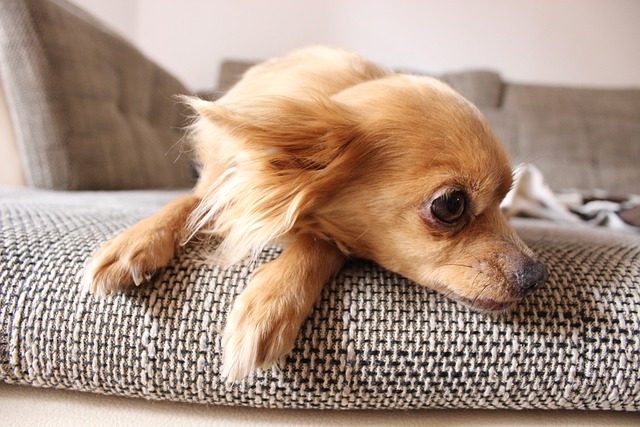 Por qué los perros rascan el sofá