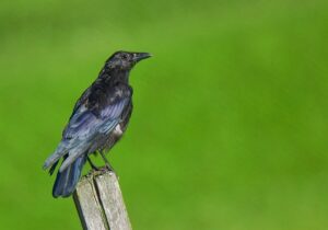 ¿Cómo desparasitar pájaros?