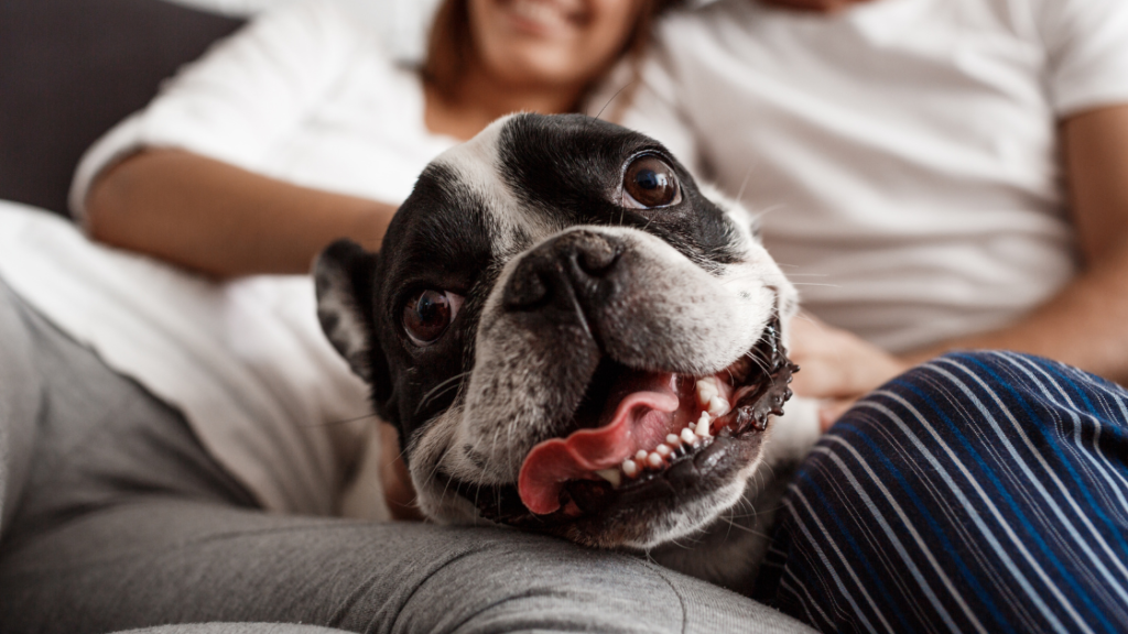 Consejos Esenciales para Cuidar a Tu Mascota y Asegurar que Vive una Vida Saludable y Feliz
