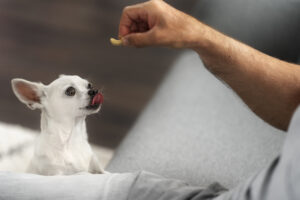 mejor antiparasitario para perros