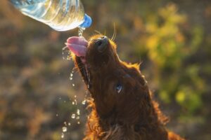 como refrescar tu perro durante el verano