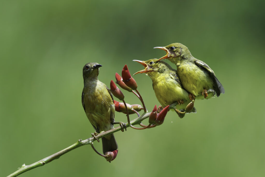 pájaros que canta