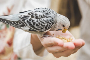 Cuál es la mejor vitamina para los pájaros