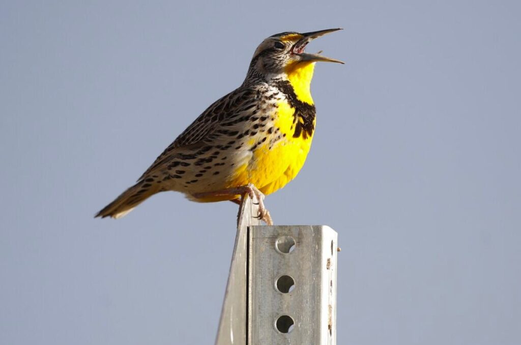 sonido-aves-silvestres