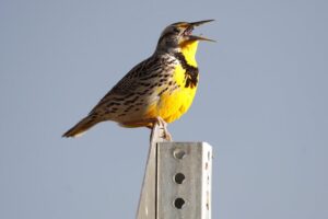 sonido de las aves silvestres