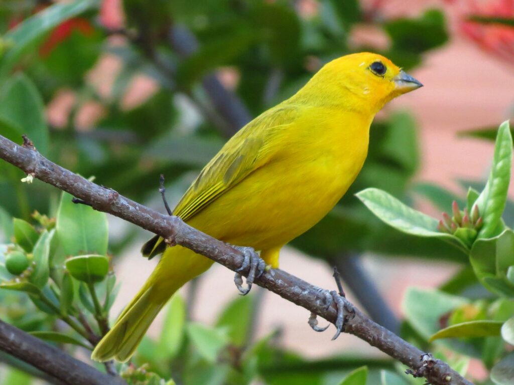 cómo saber si un canario es macho o hembra