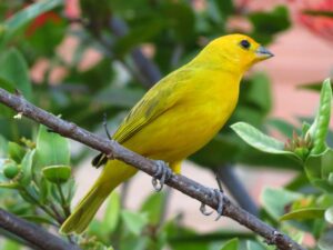 cómo saber si un canario es macho o hembra