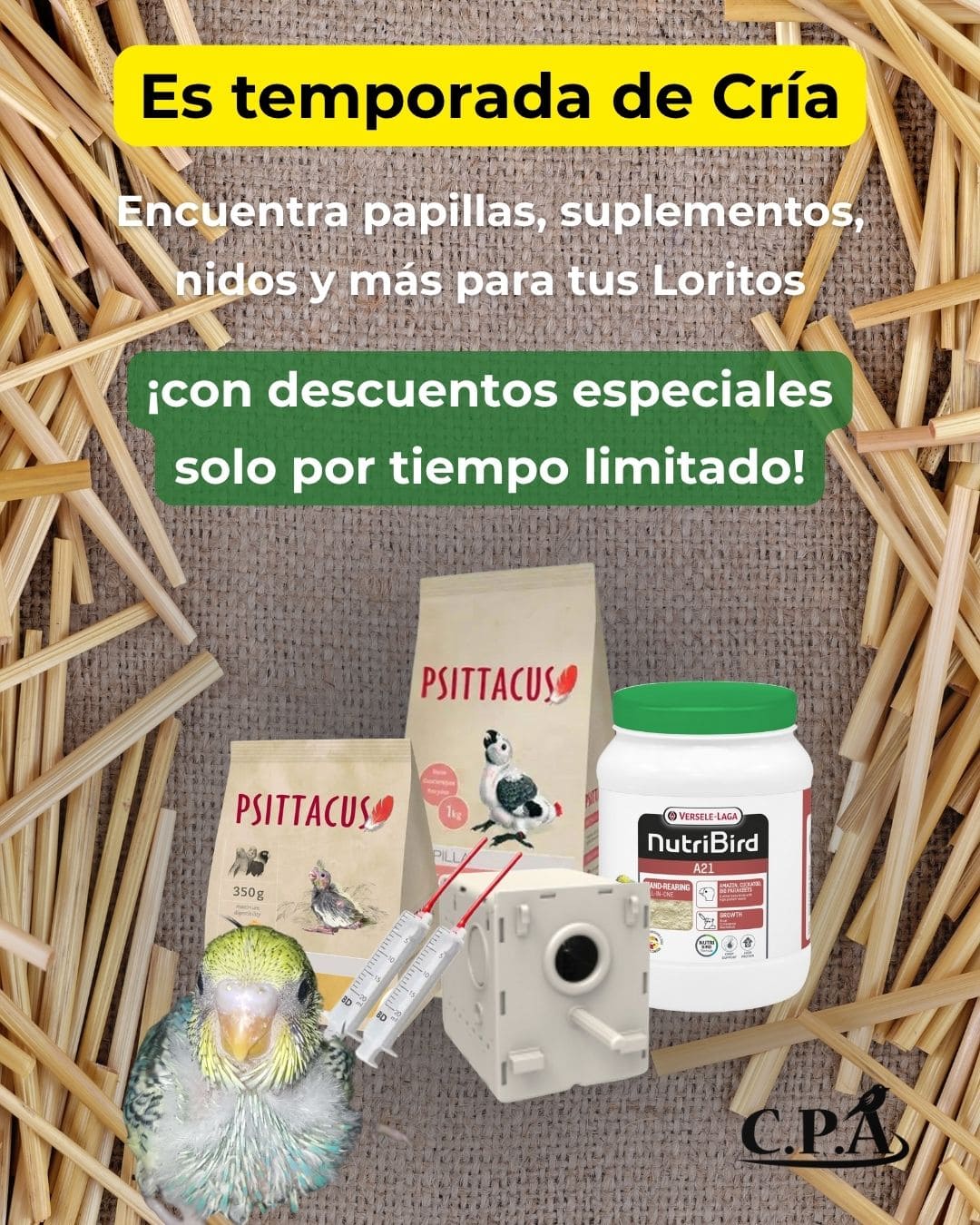 papillas para loros