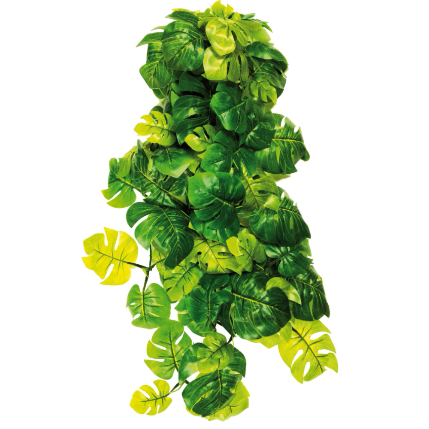 philodendron micans standort 20 main image 1